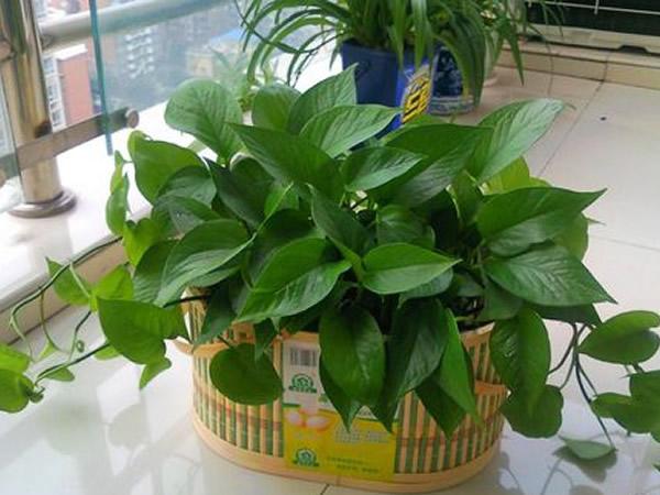 剛剛裝修完朋友讓買盆綠蘿去污染，綠蘿真的有用嗎？